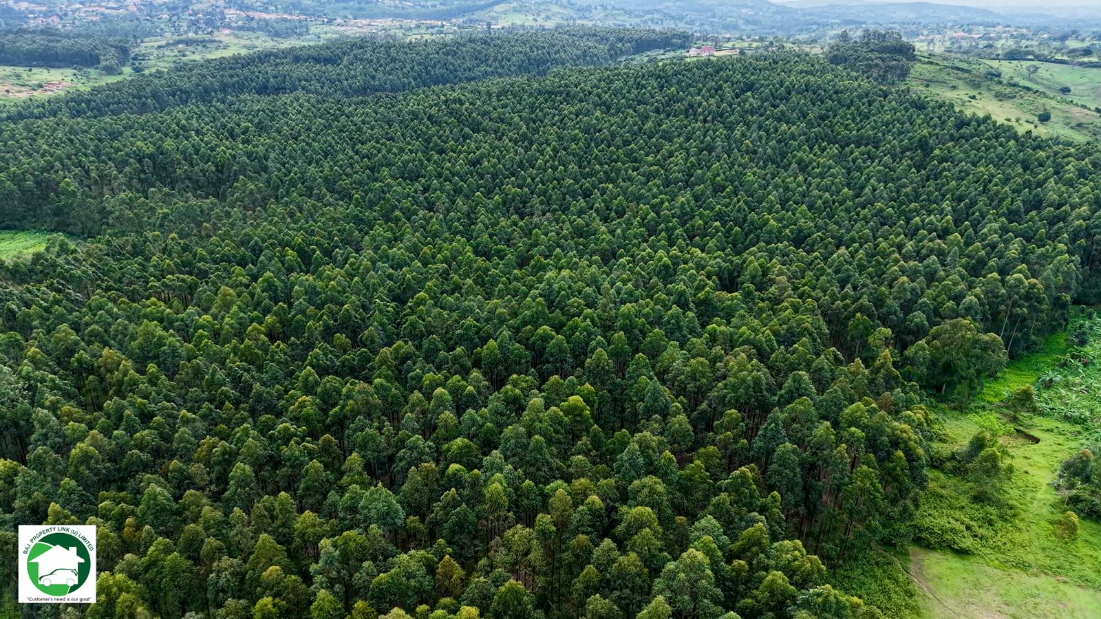 419 Acres of Land with Eucalyptus trees on Sale